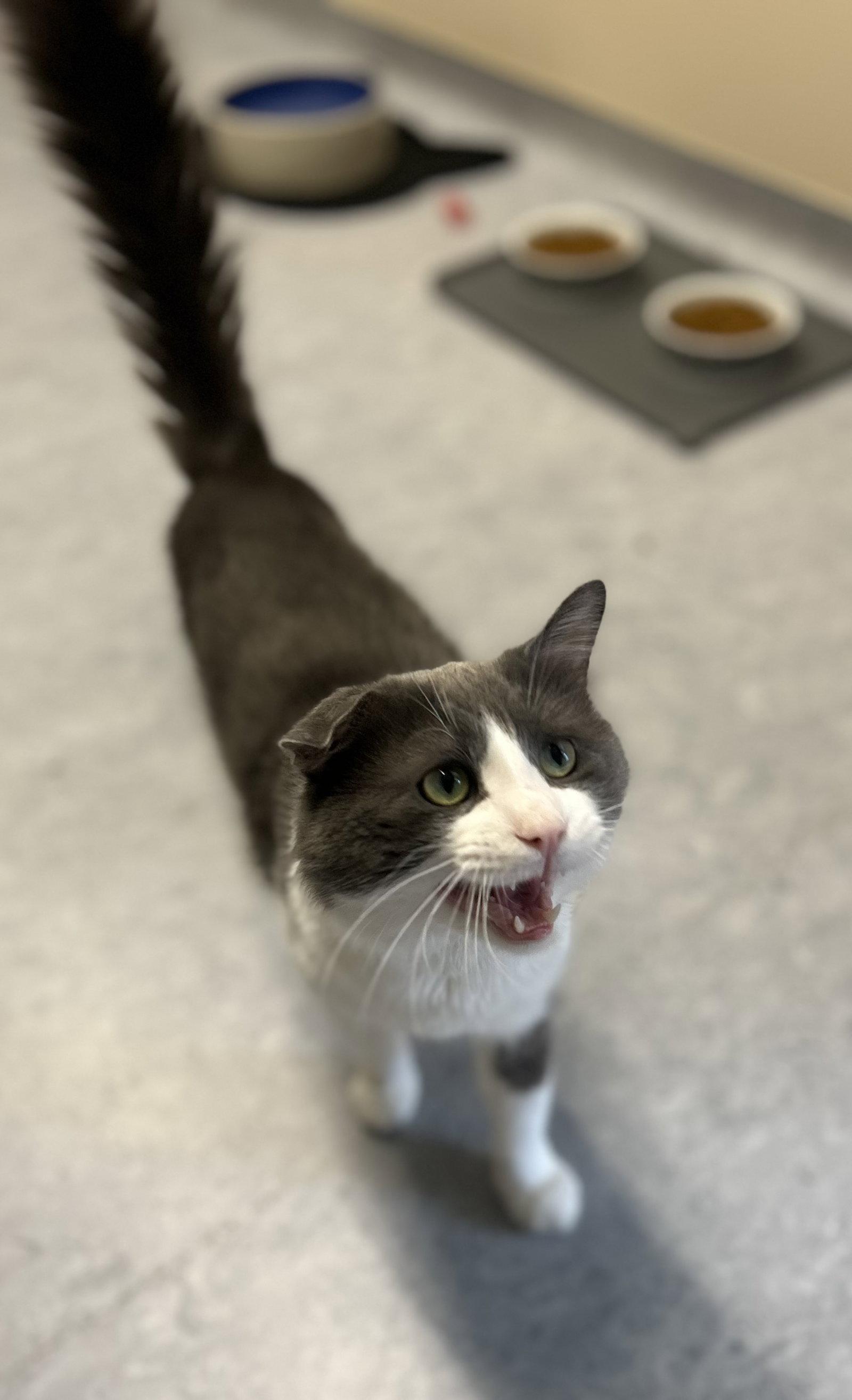 Fester, Adopted, Adult Male Domestic Medium Hair.