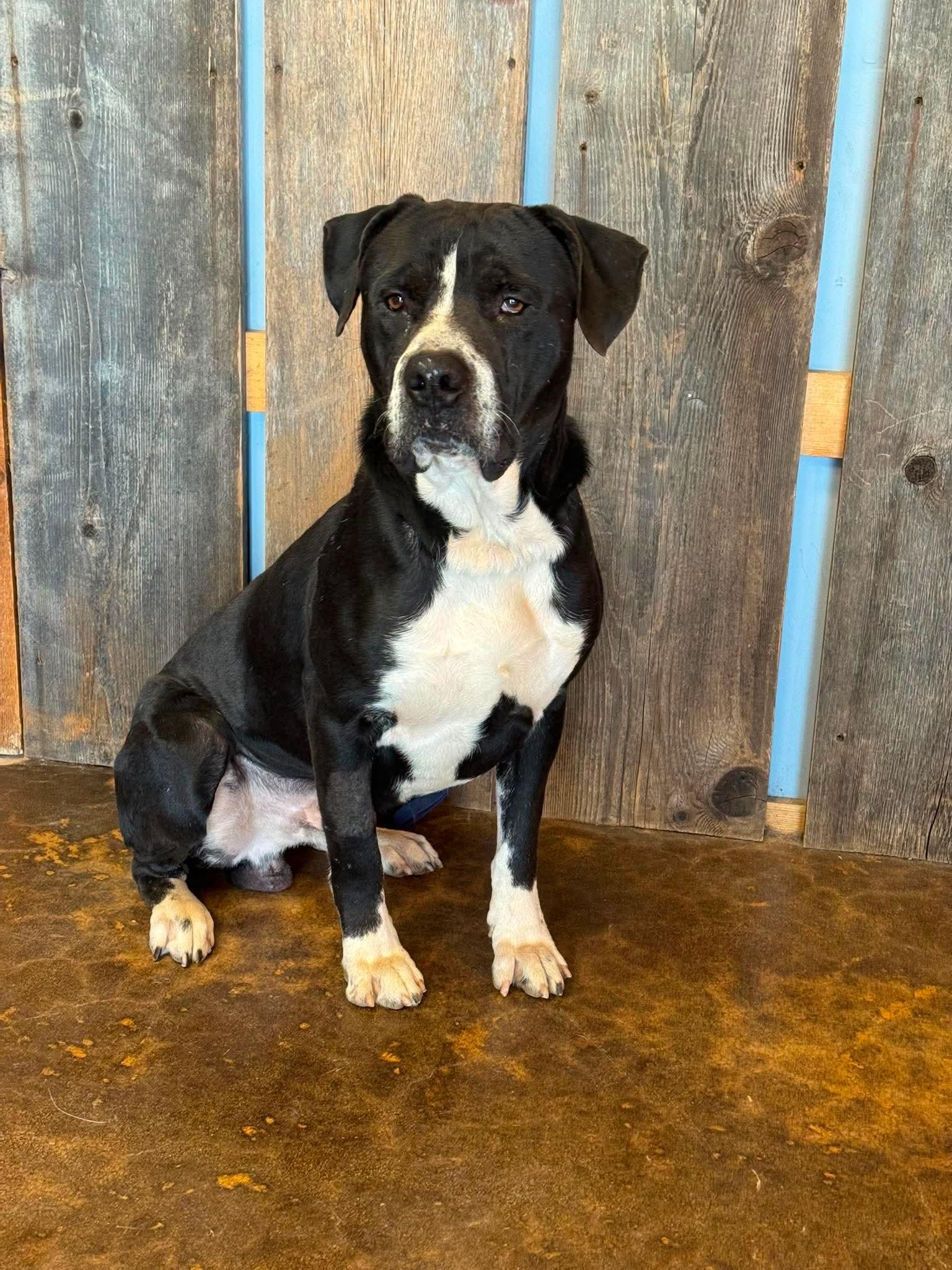 BUELLER 425, ADOPTABLE, Adult Male Mixed Breed.