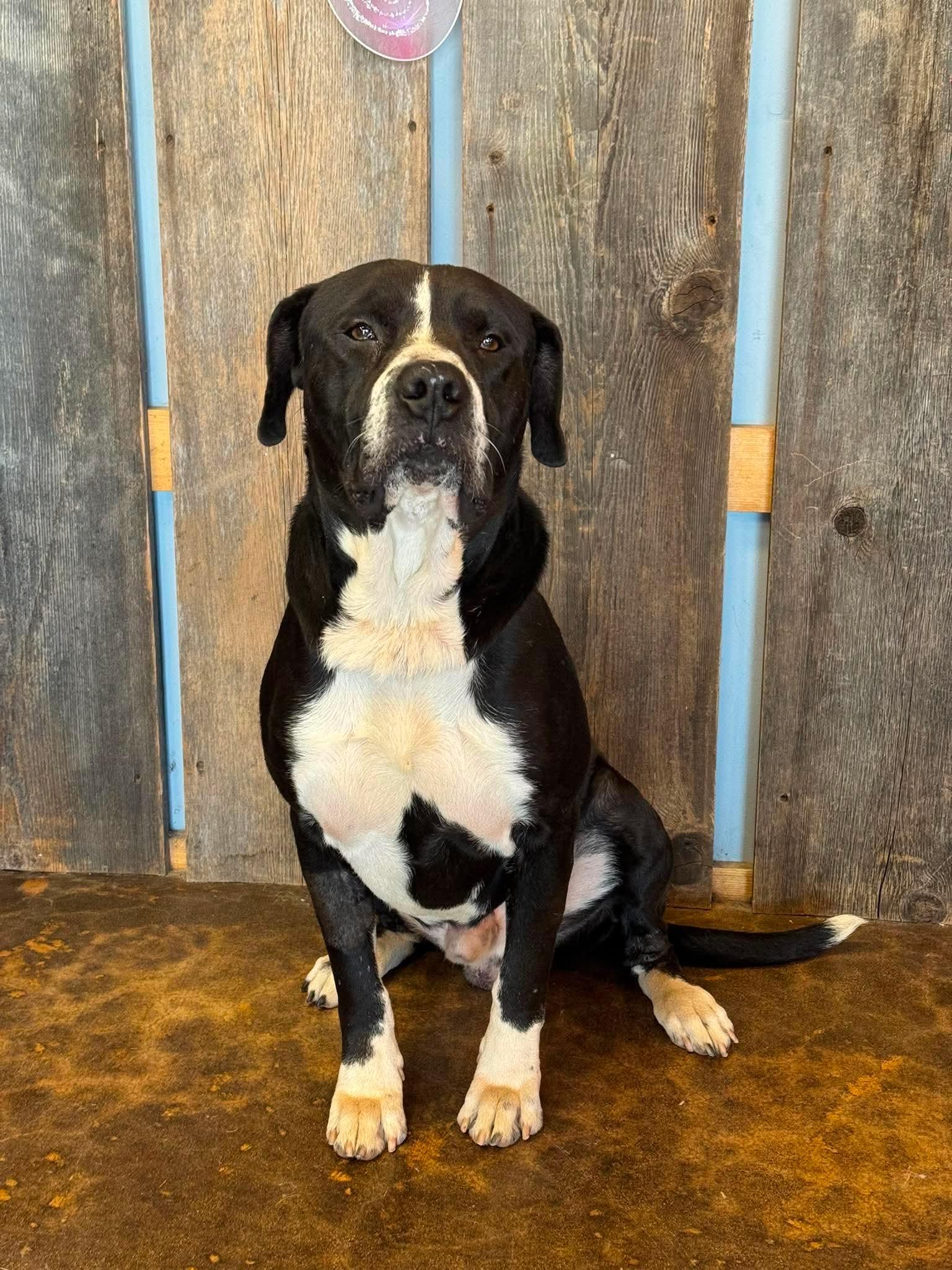 Enlarge BUELLER 425, a ADOPTABLE mixed breed in Milwaukee, WI image 3/6