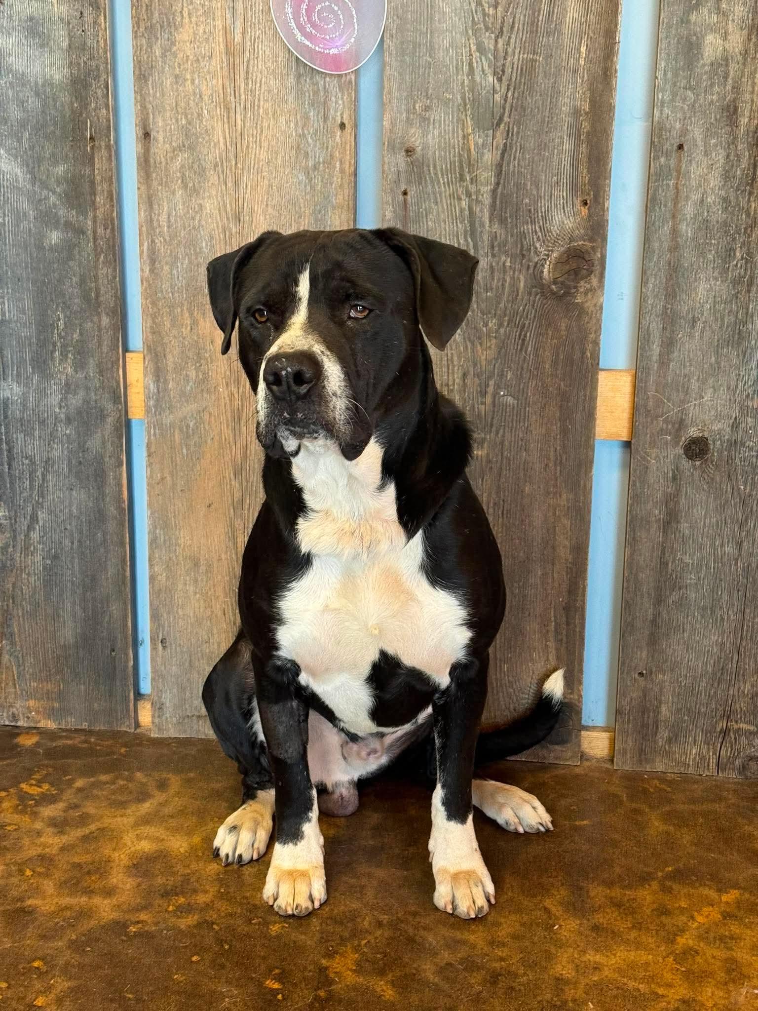 Enlarge BUELLER 425, a ADOPTABLE mixed breed in Milwaukee, WI image 4/6