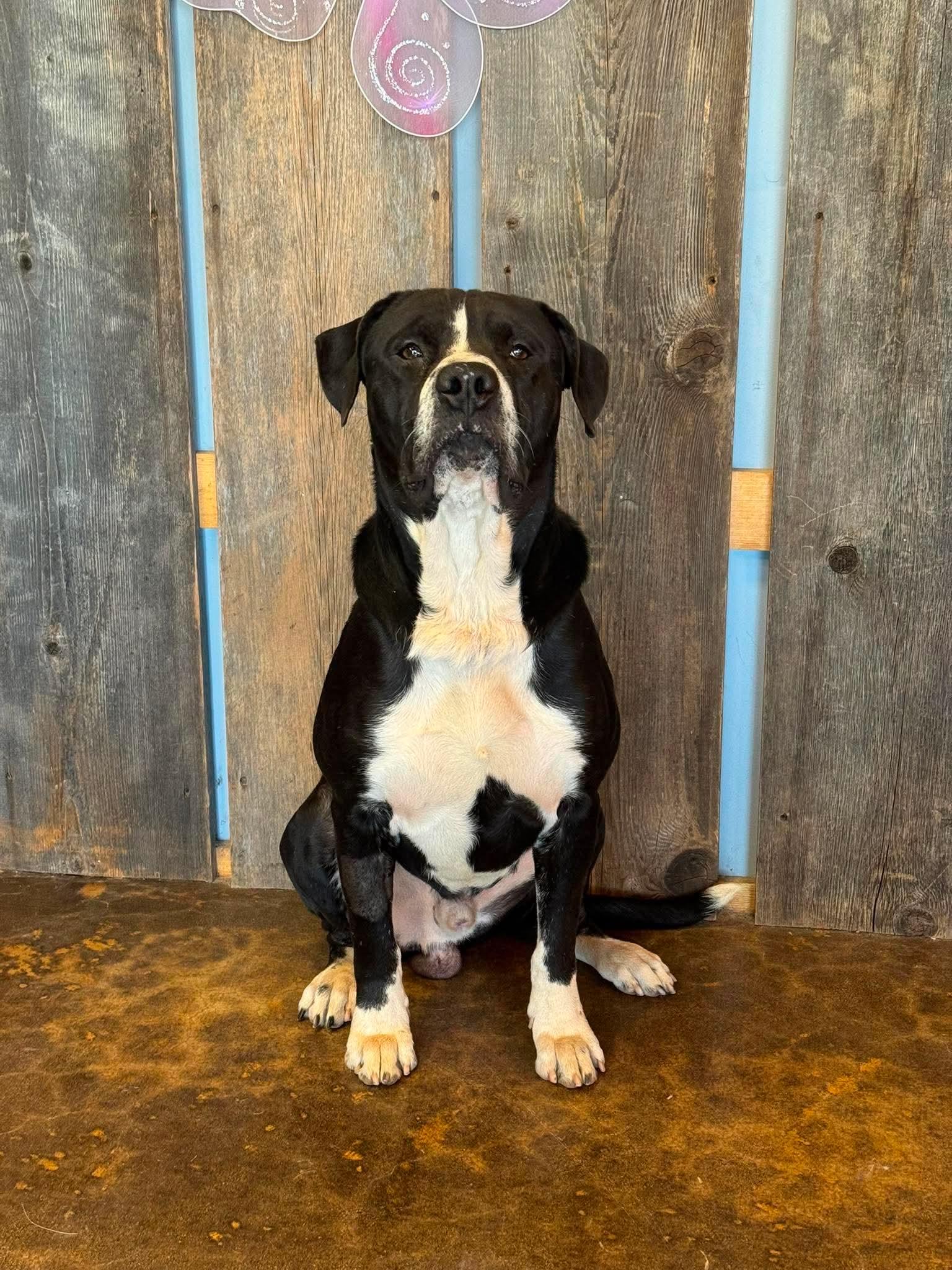 Enlarge BUELLER 425, a ADOPTABLE mixed breed in Milwaukee, WI image 2/6