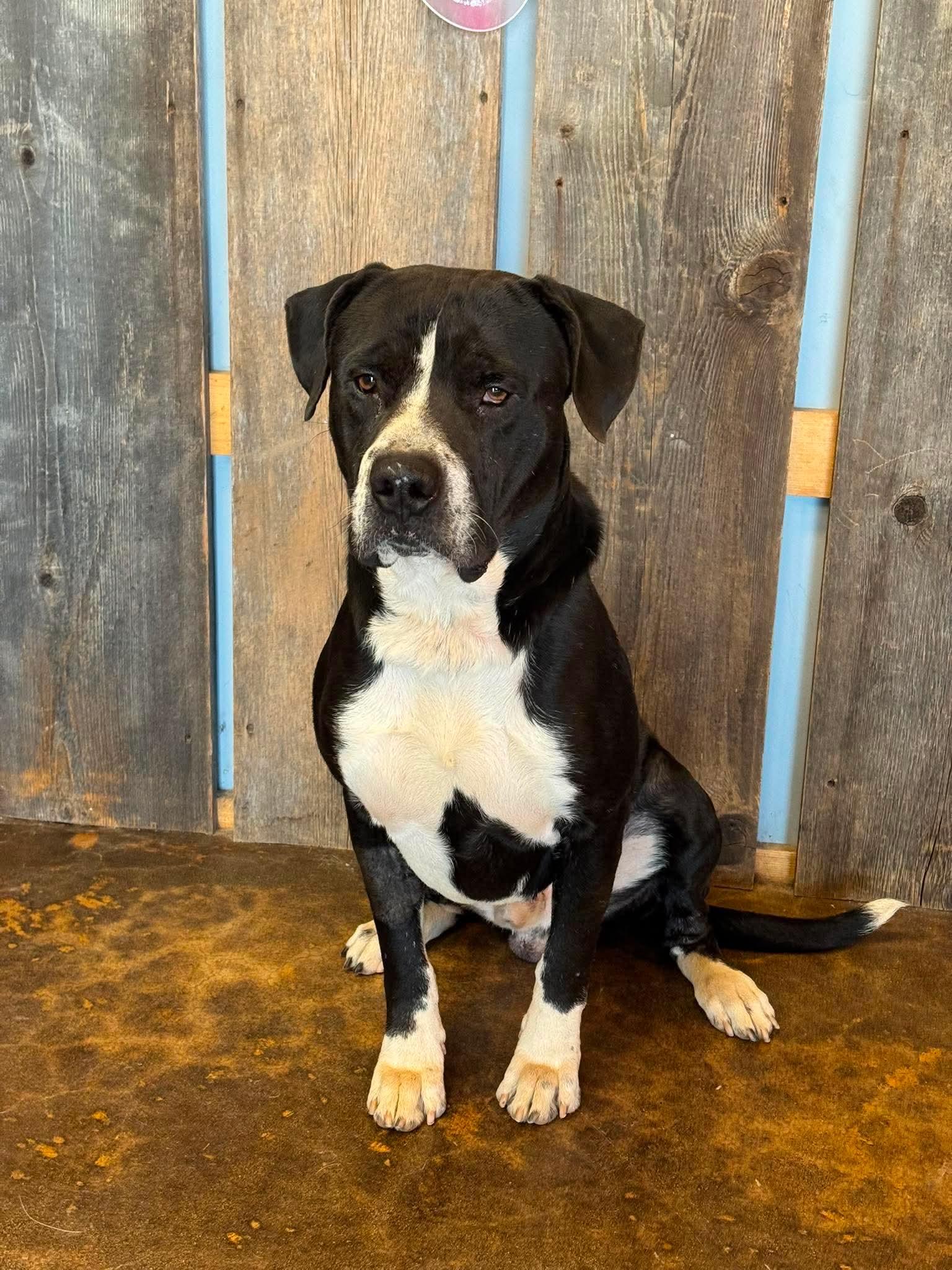 Enlarge BUELLER 425, a ADOPTABLE mixed breed in Milwaukee, WI image 5/6