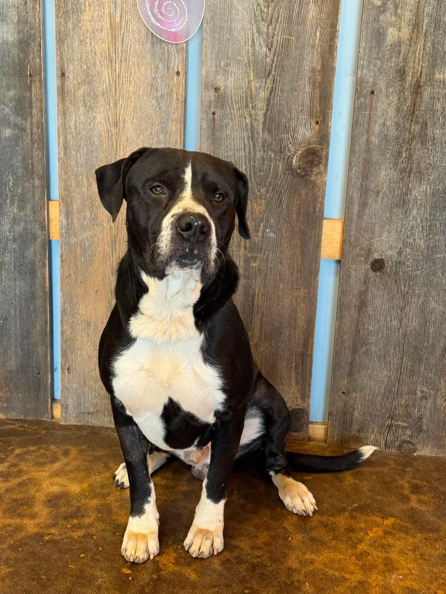 Enlarge BUELLER 425, a ADOPTABLE mixed breed in Milwaukee, WI image 6/6