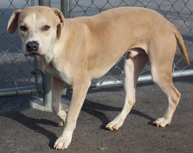 Enlarge COXY, a Adoptable mixed breed in Lexington, SC image 1/1