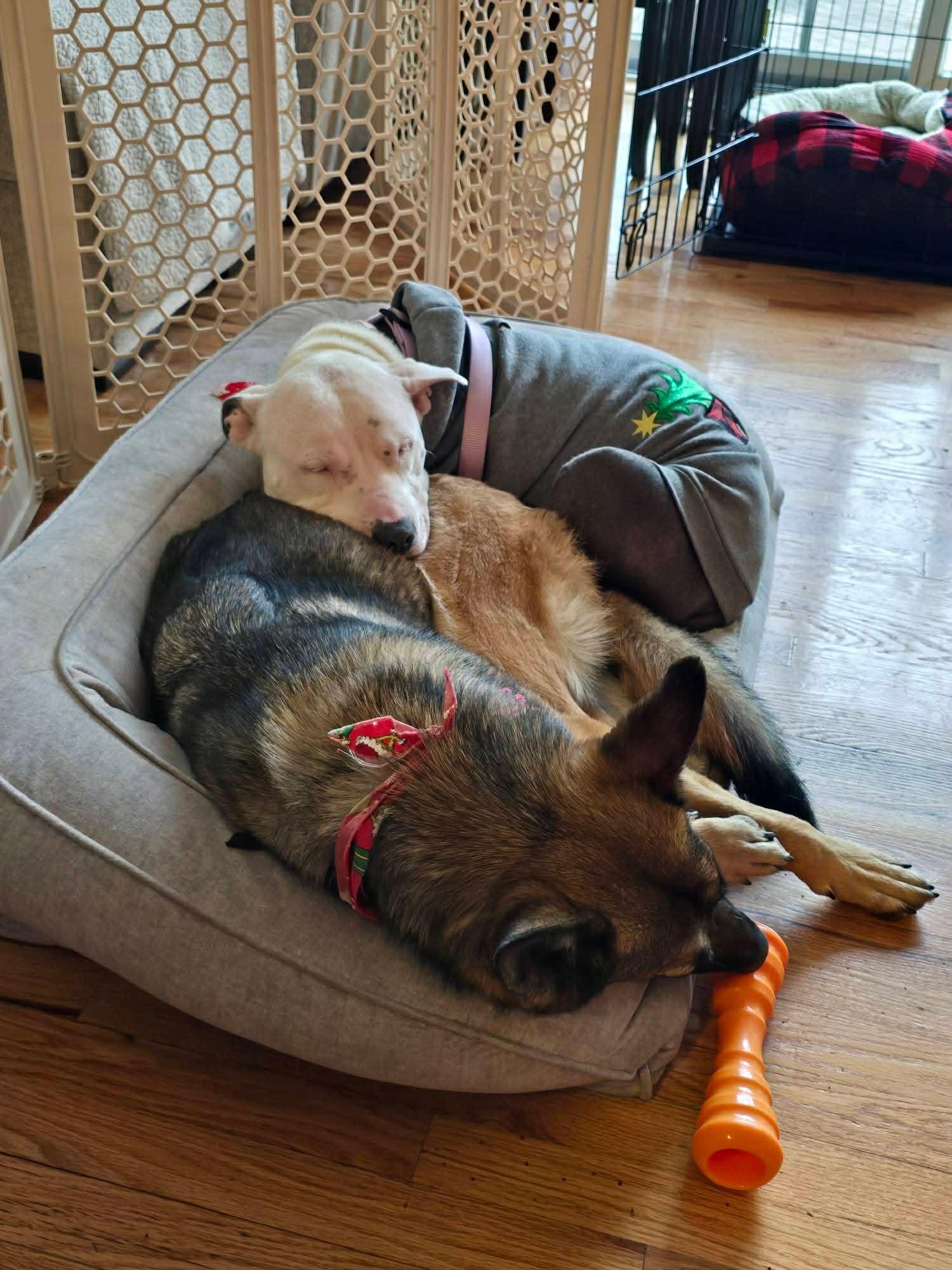 Hopeducky thumbnail 6