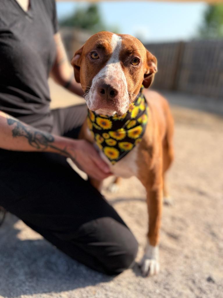 Olivia, Adoptable, Young Female Pointer & Mixed Breed.