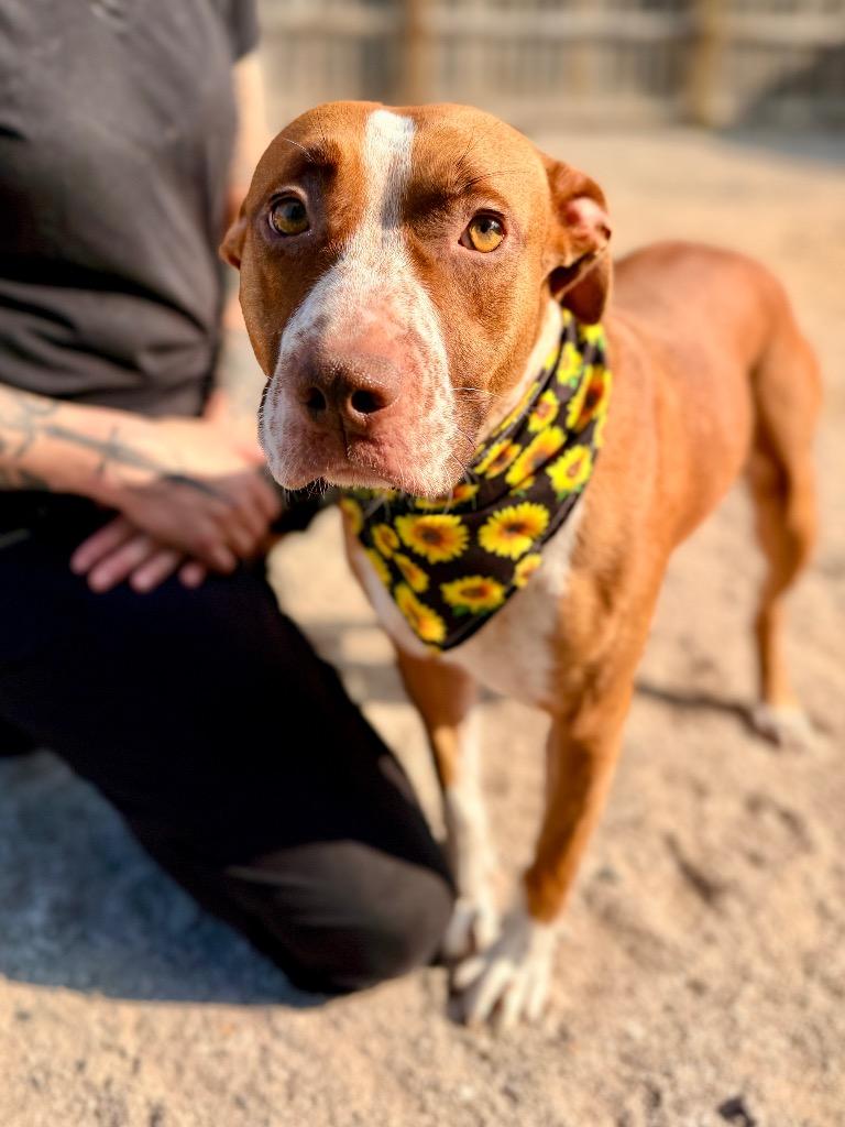 Enlarge Olivia, a Adoptable mixed breed in Muskegon, MI image 2/4