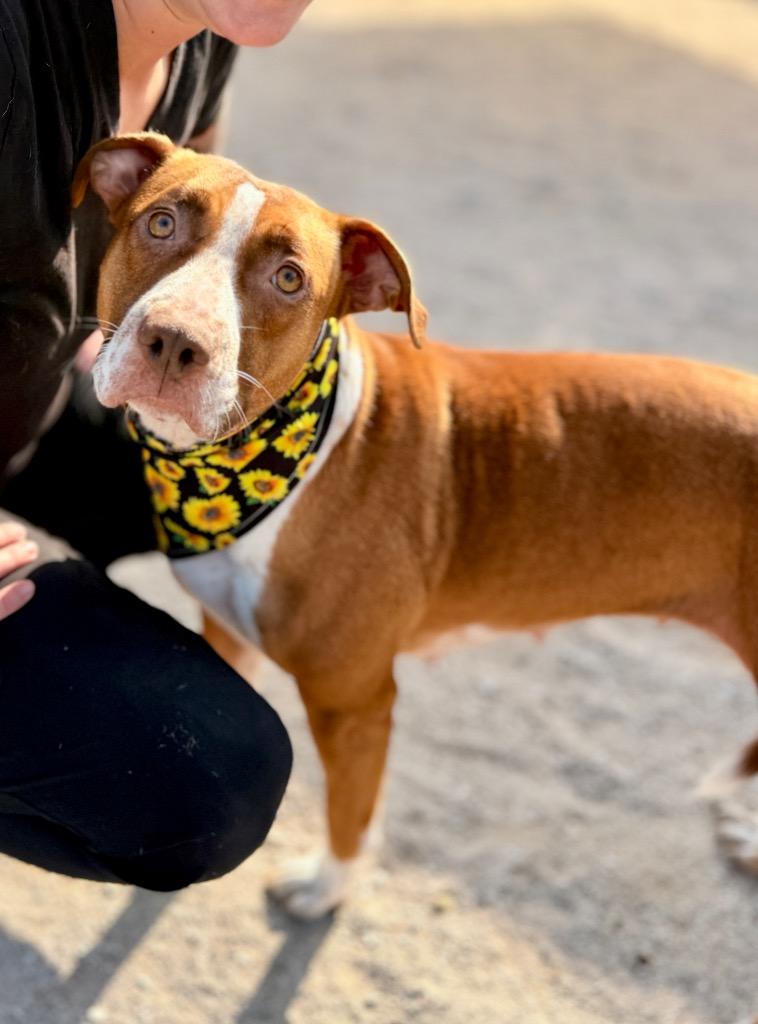 Enlarge Olivia, a Adoptable mixed breed in Muskegon, MI image 3/4