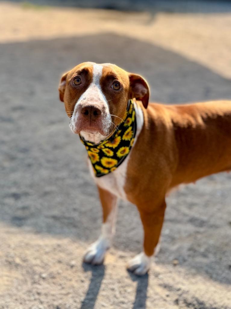 Enlarge Olivia, a Adoptable mixed breed in Muskegon, MI image 4/4