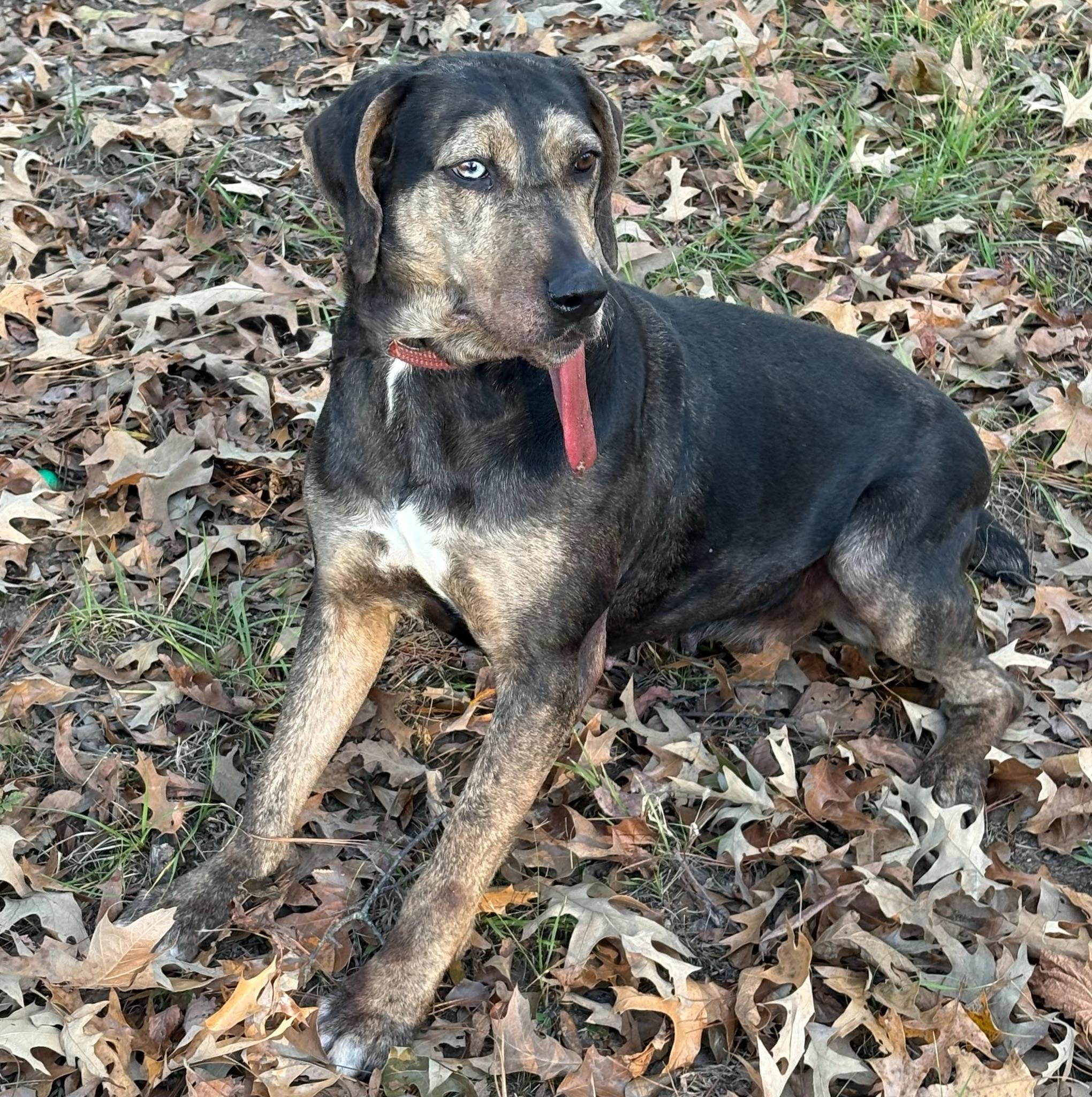 Star, Adoptable, Adult Female Catahoula Leopard Dog & Hound.