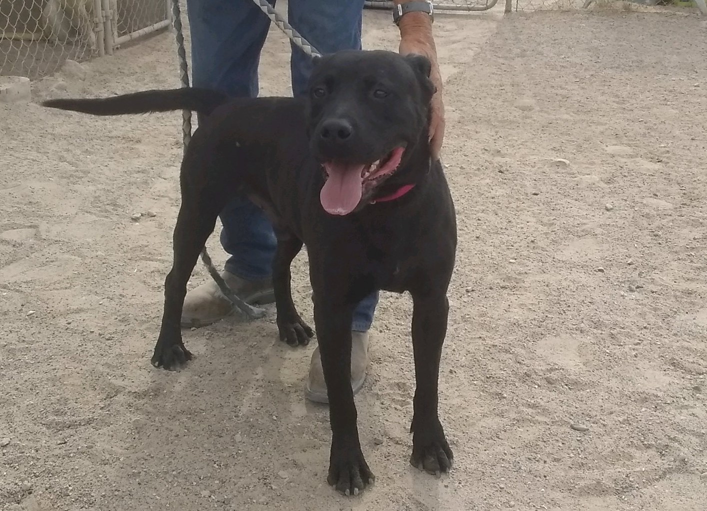 Bounty, Adoptable, Young Male Black Labrador Retriever & American Staffordshire Terrier.
