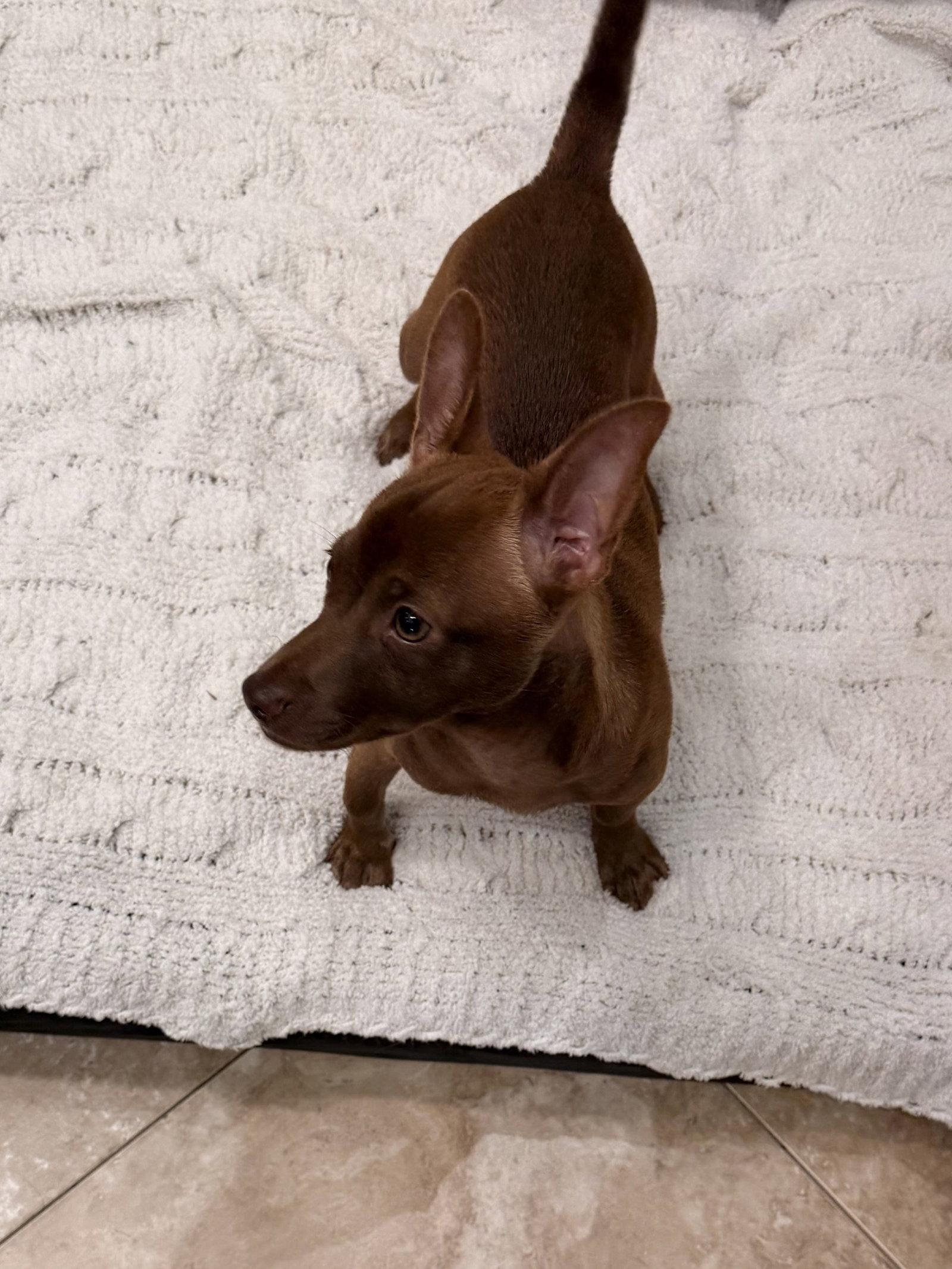 Dotson, Adopted, Young Male Dachshund.