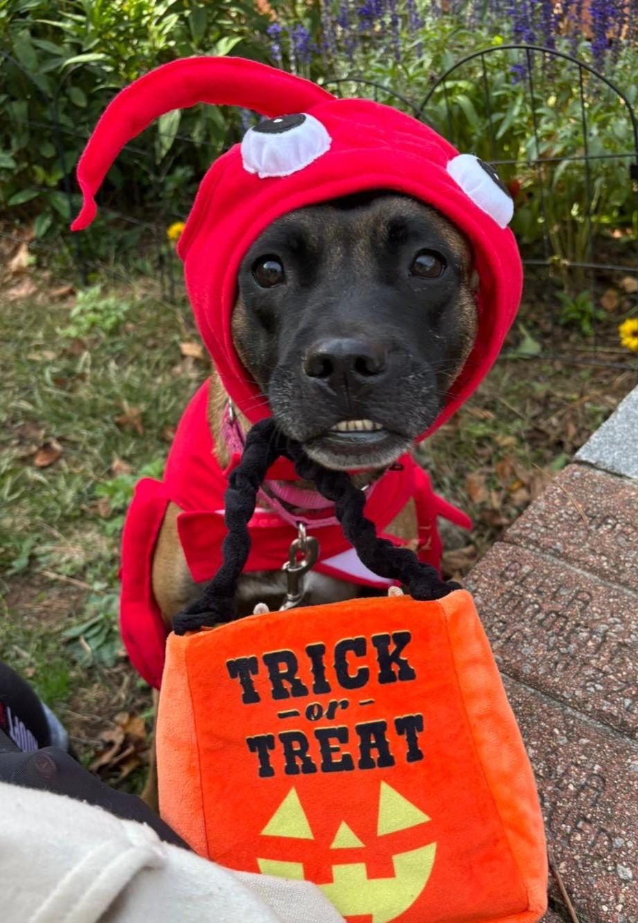 Xena Warrior Princess