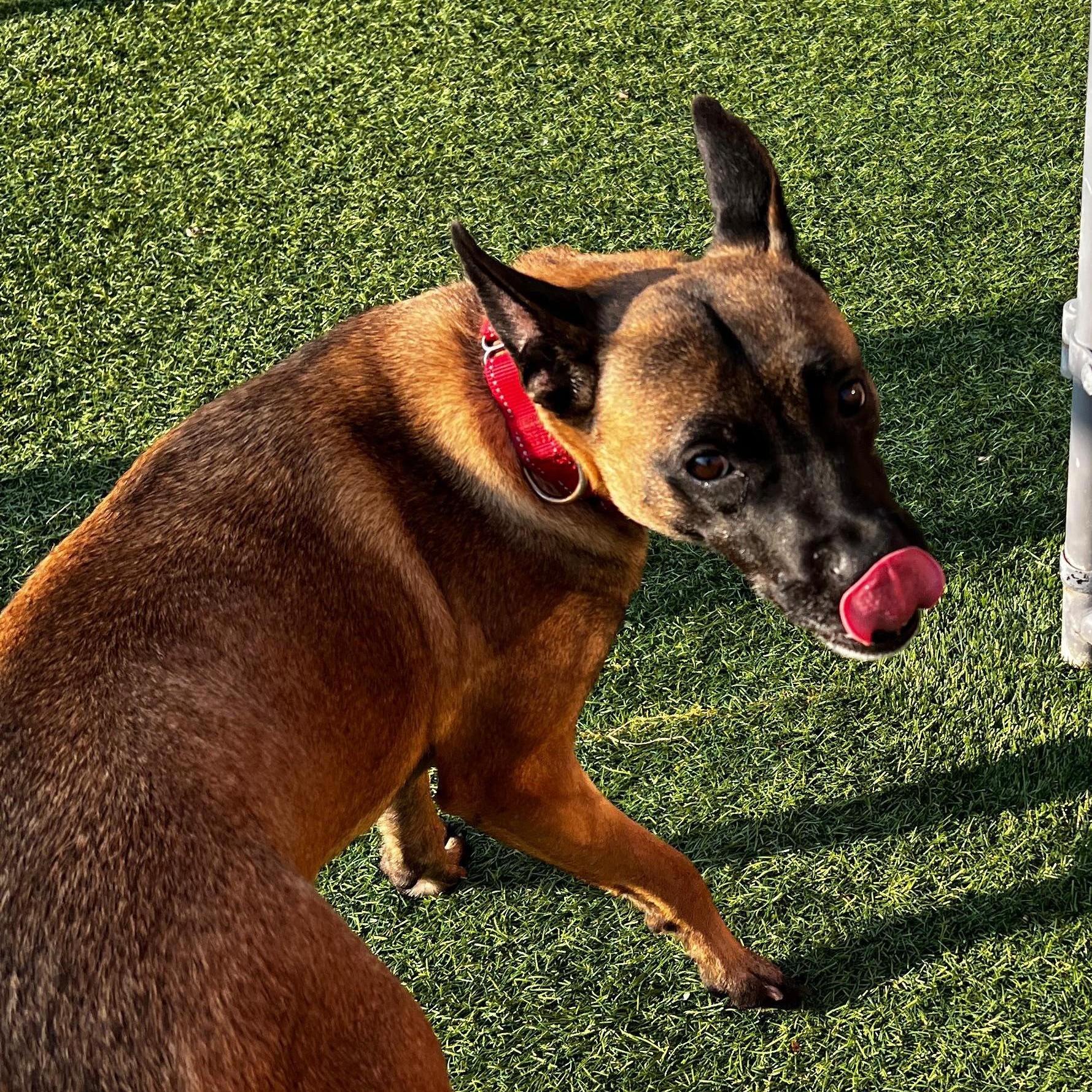 Enlarge Xena Warrior Princess, an adopted mixed breed in Norwalk, CT image 1/6