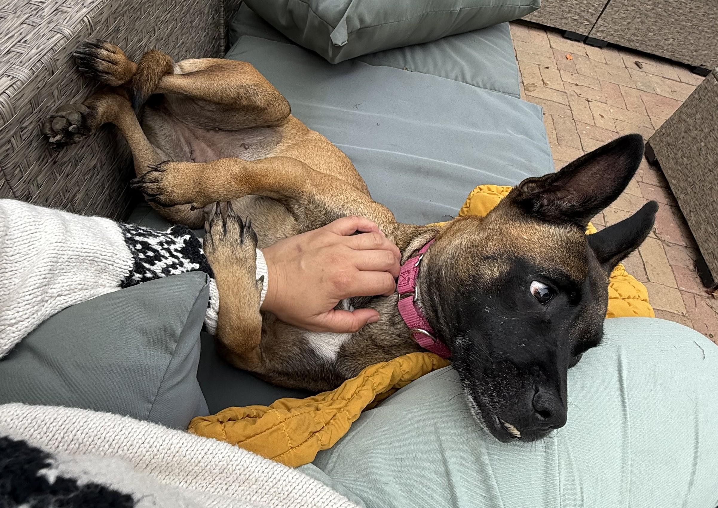 Xena Warrior Princess, a Adoptable mixed breed in Norwalk, CT image 6/6