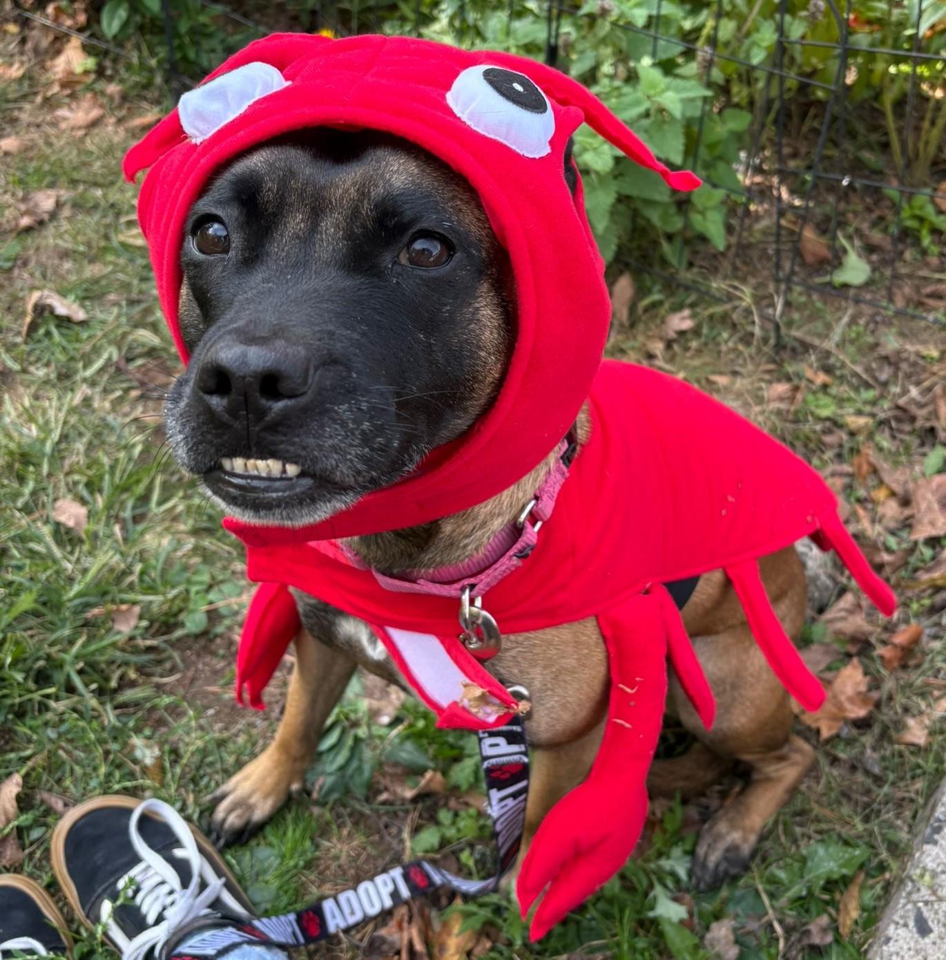 Xena Warrior Princess