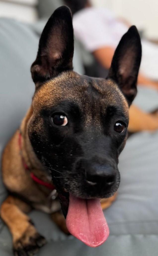 Xena Warrior Princess, a Adoptable mixed breed in Norwalk, CT image 2/6