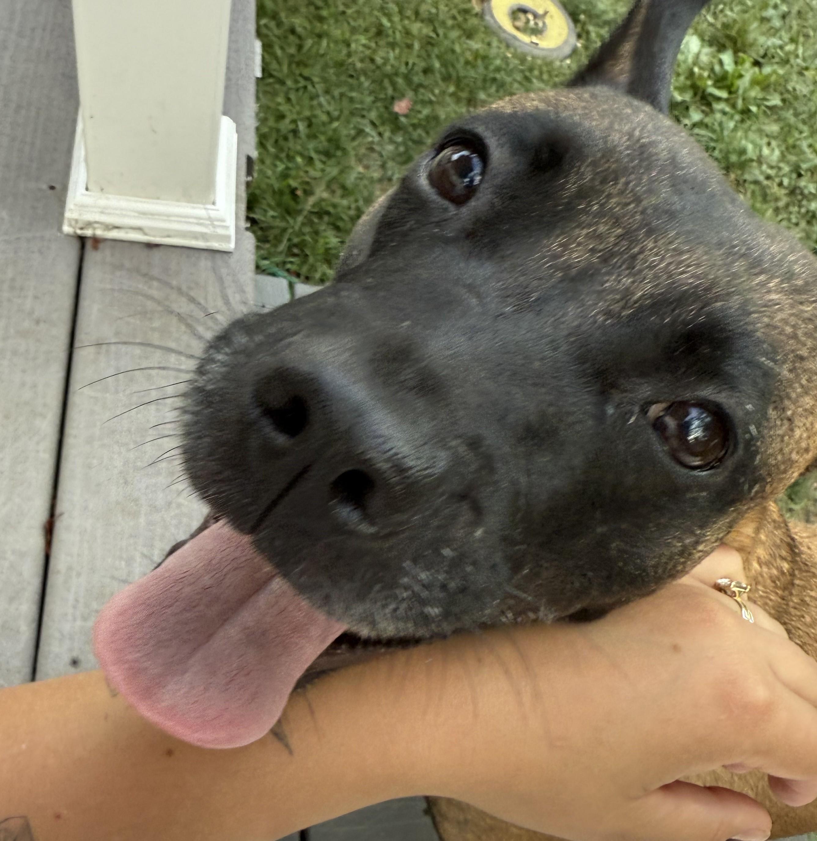 Xena Warrior Princess, a Adoptable mixed breed in Norwalk, CT image 4/6