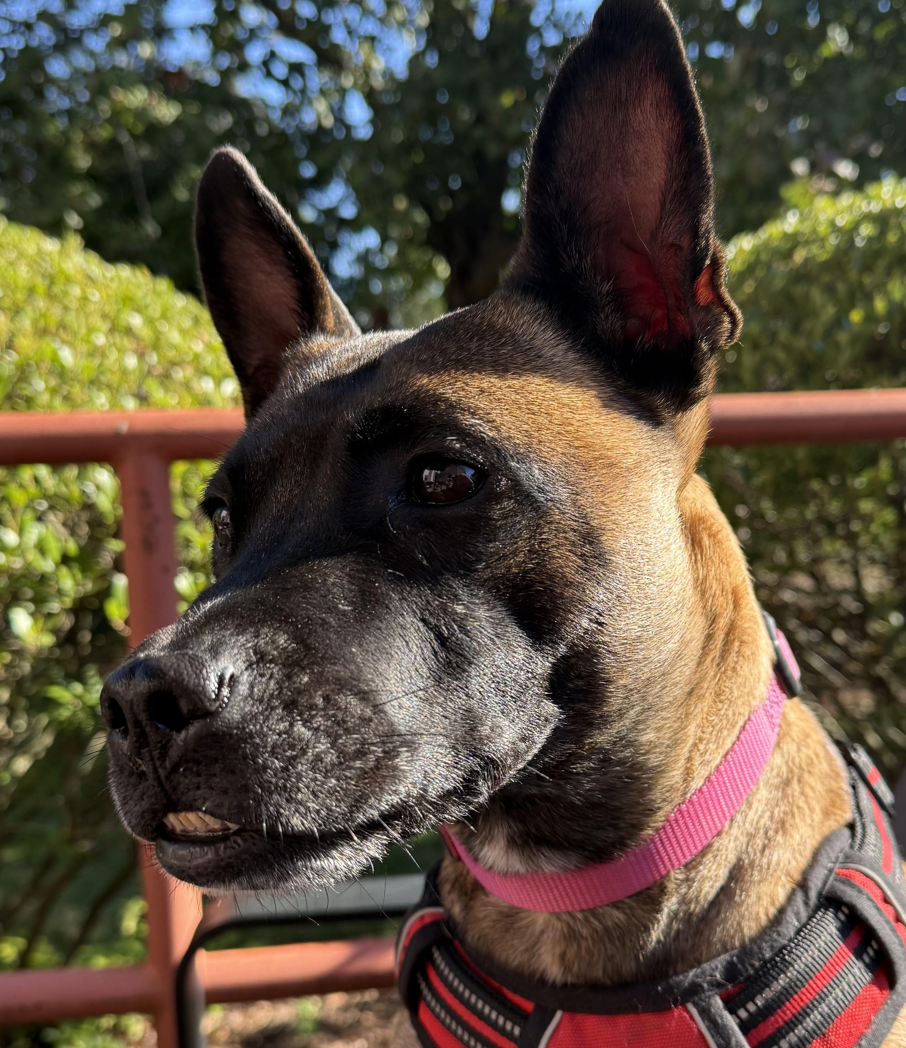 Xena Warrior Princess, a Adoptable mixed breed in Norwalk, CT image 3/6