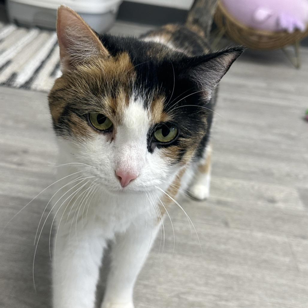 Marshmallow, a Adoptable Domestic Short Hair in Uniontown, PA image 1/4