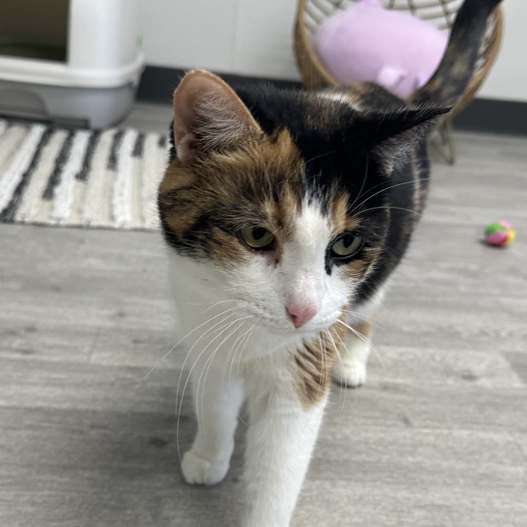 Marshmallow, a Adoptable Domestic Short Hair in Uniontown, PA image 2/4