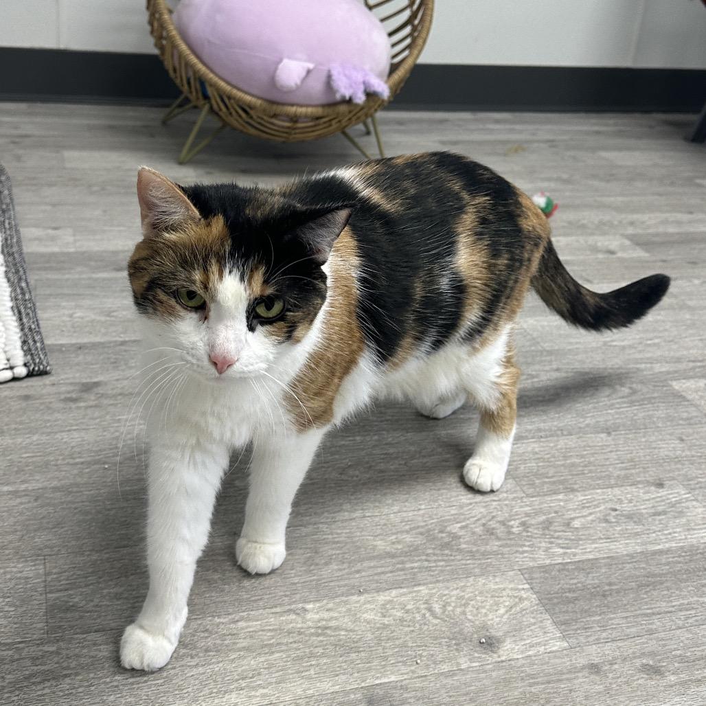 Marshmallow, a Adoptable Domestic Short Hair in Uniontown, PA image 3/4