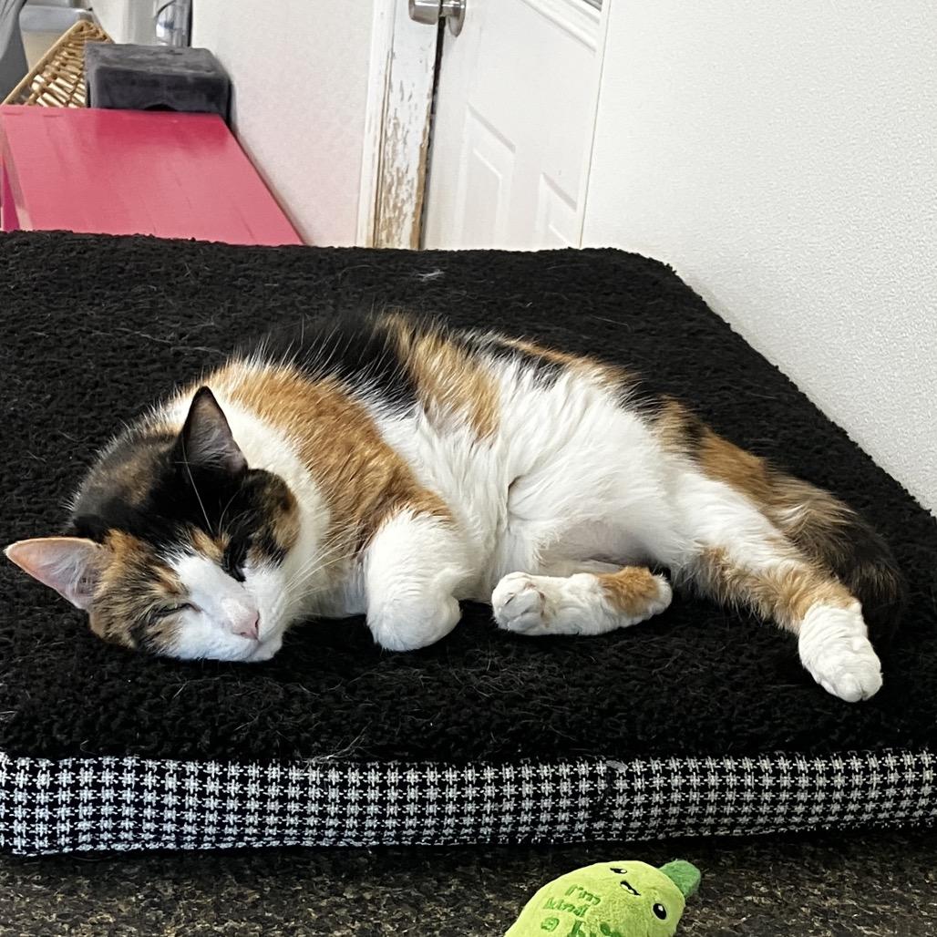 Enlarge Marshmallow, a Adoptable Domestic Short Hair in Uniontown, PA image 4/5