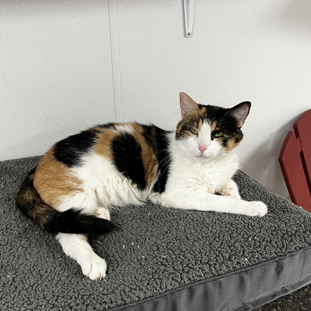 Marshmallow, a Adoptable Domestic Short Hair in Uniontown, PA image 4/5