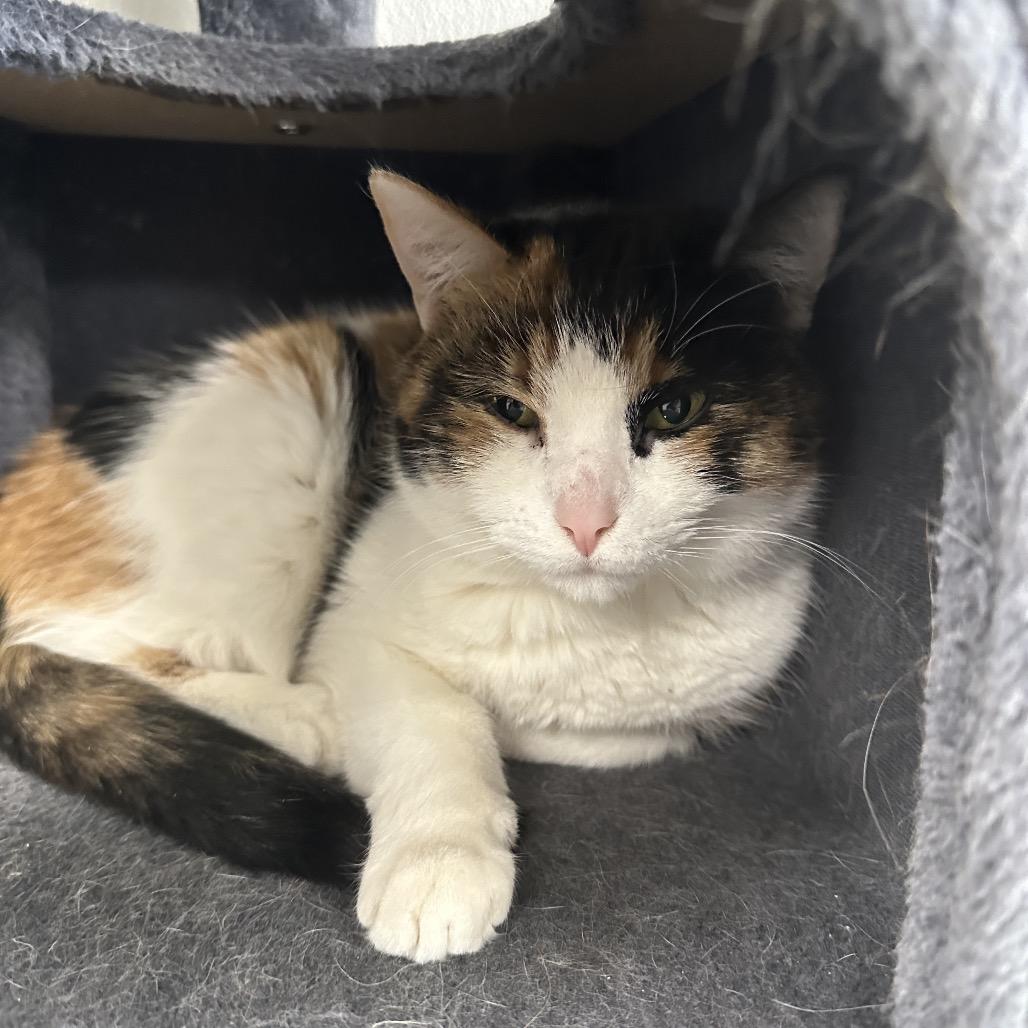 Marshmallow, a Adoptable Domestic Short Hair in Uniontown, PA image 4/4