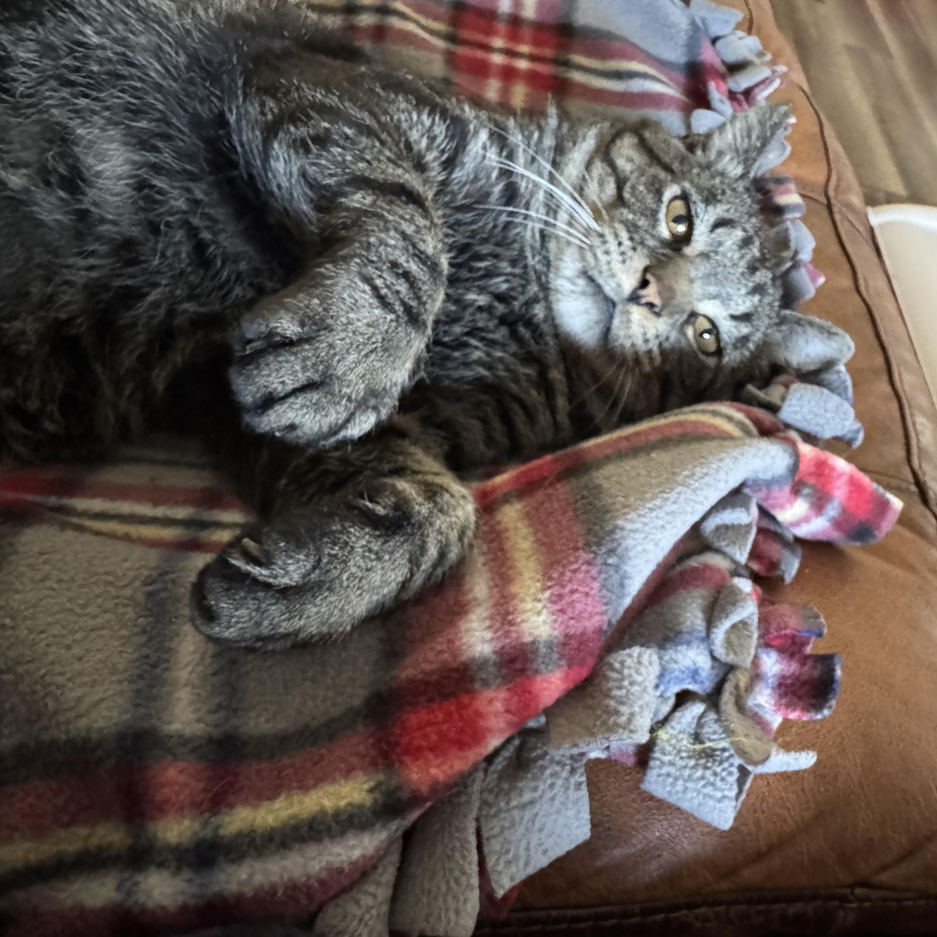 Enlarge Benny Boy, a Adoptable Domestic Short Hair in Owatonna, MN image 1/6