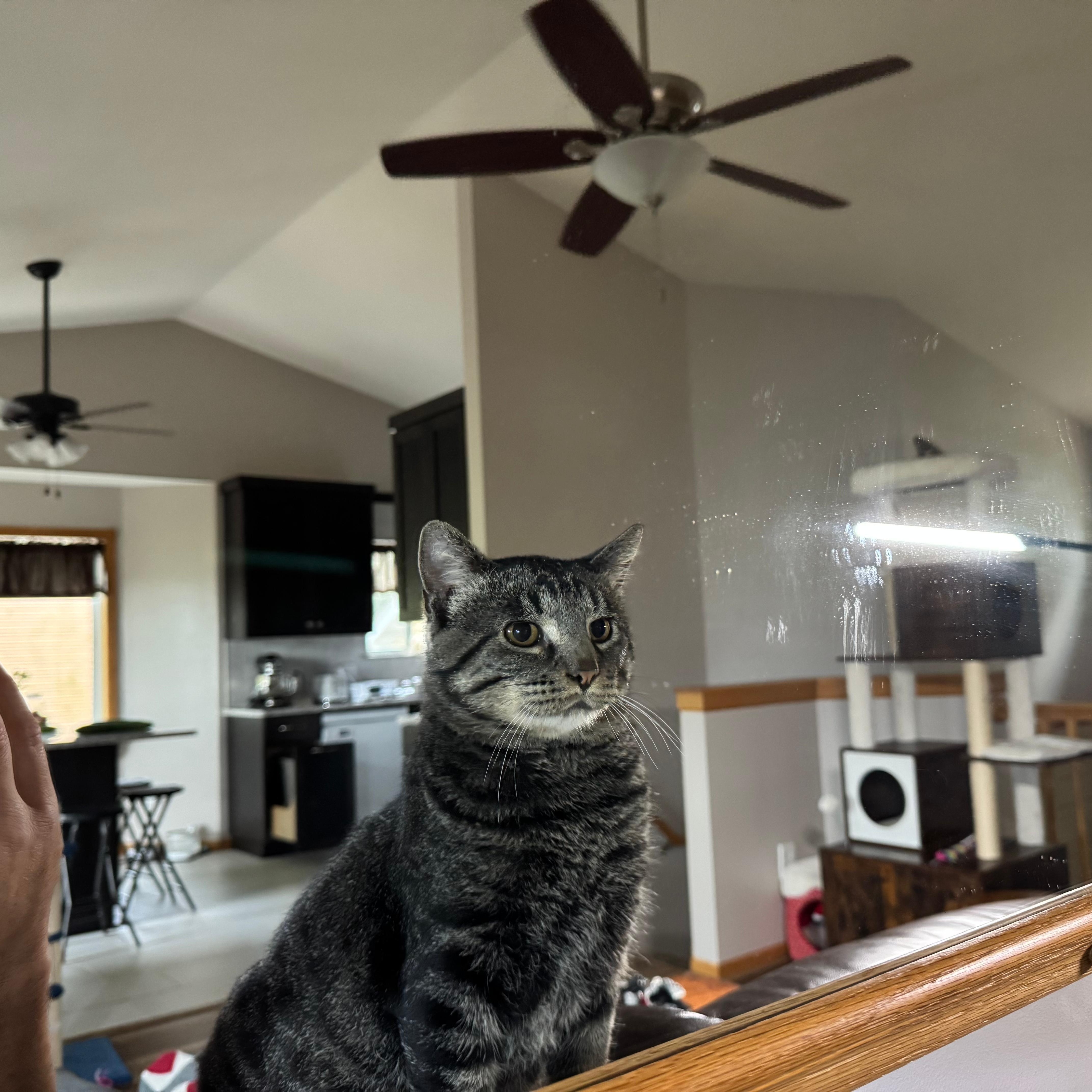 Enlarge Benny Boy, a Adoptable Domestic Short Hair in Owatonna, MN image 2/6