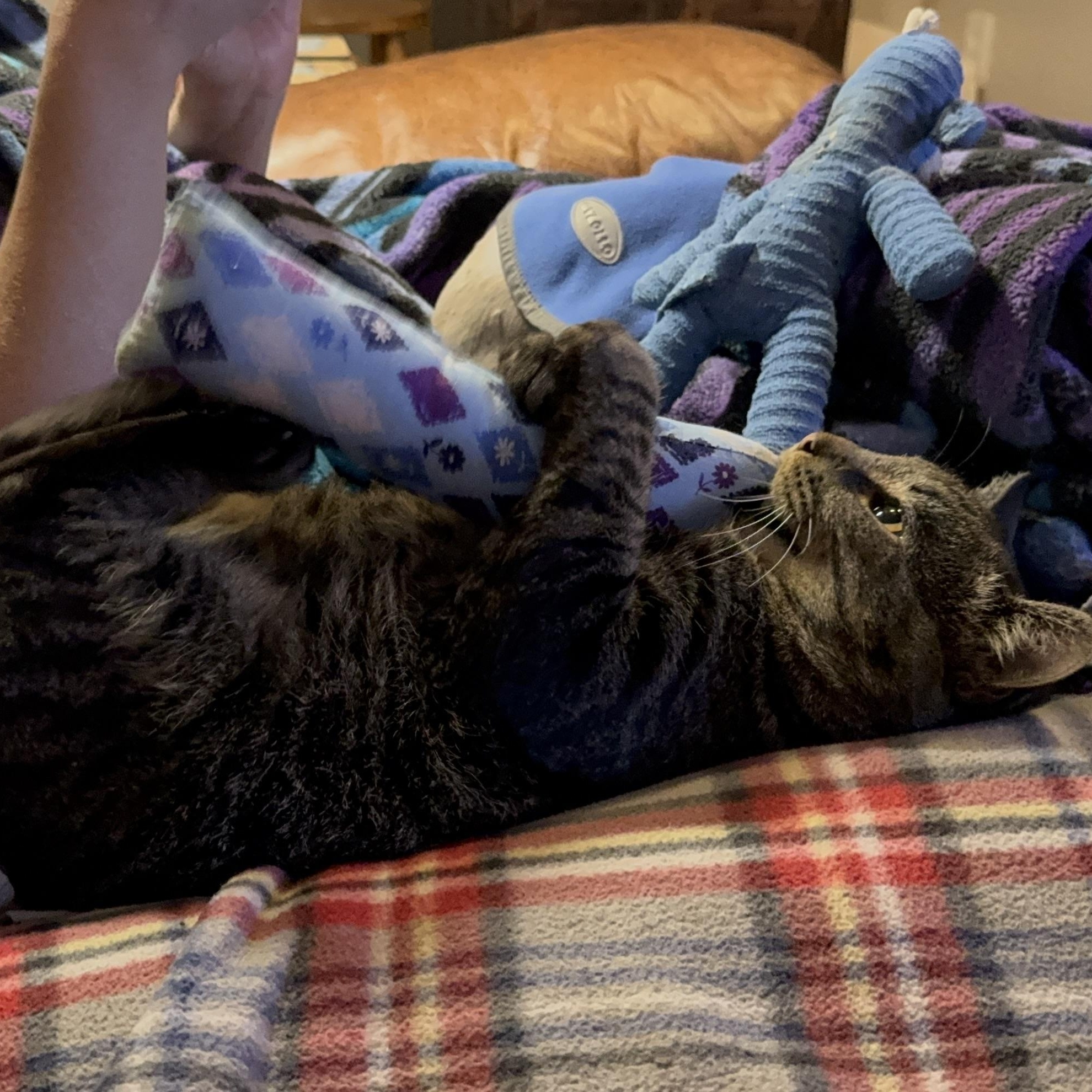 Enlarge Benny Boy, a Adoptable Domestic Short Hair in Owatonna, MN image 3/6