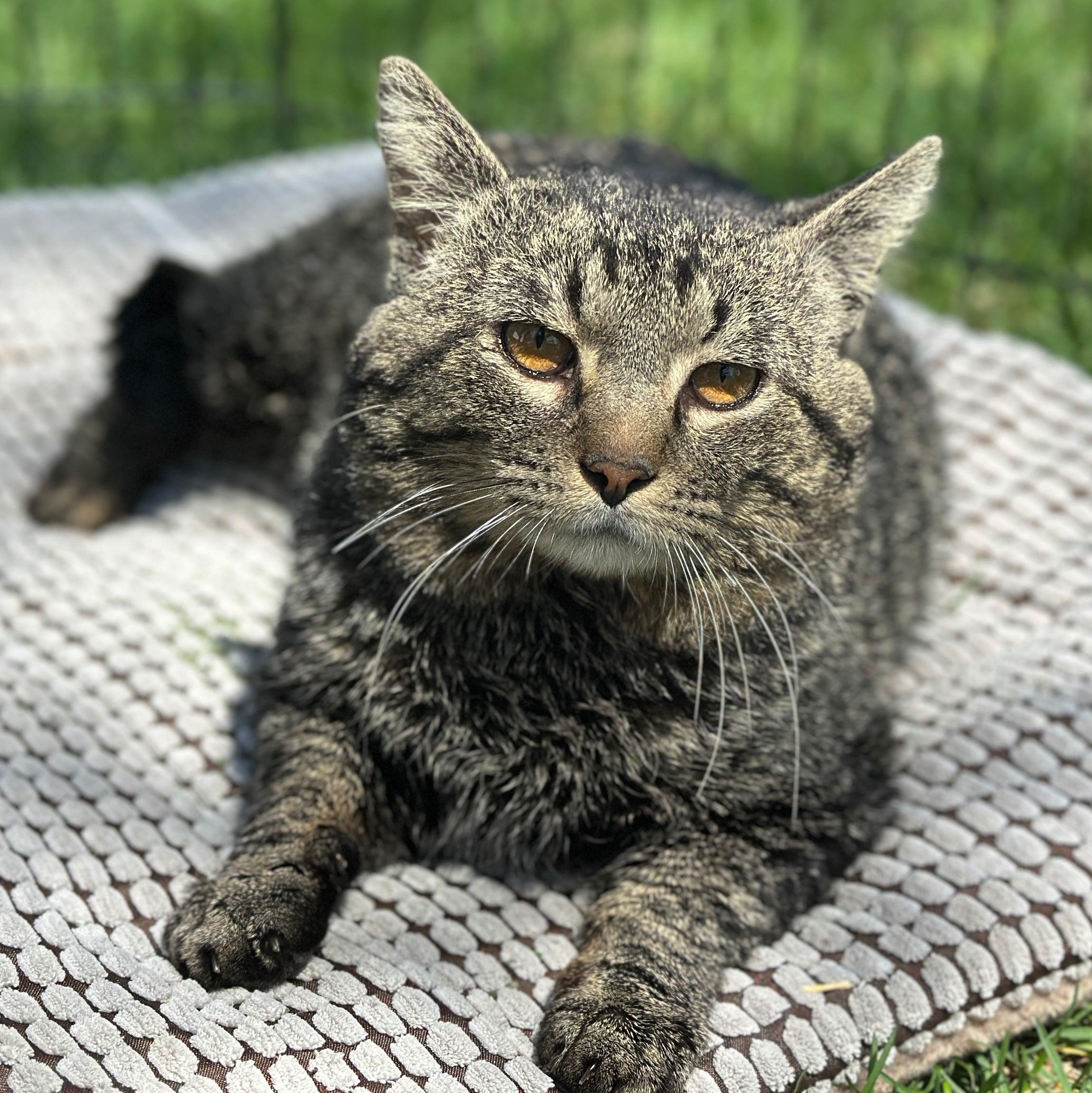 Benny Boy, Adoptable, Adult Male Domestic Short Hair.