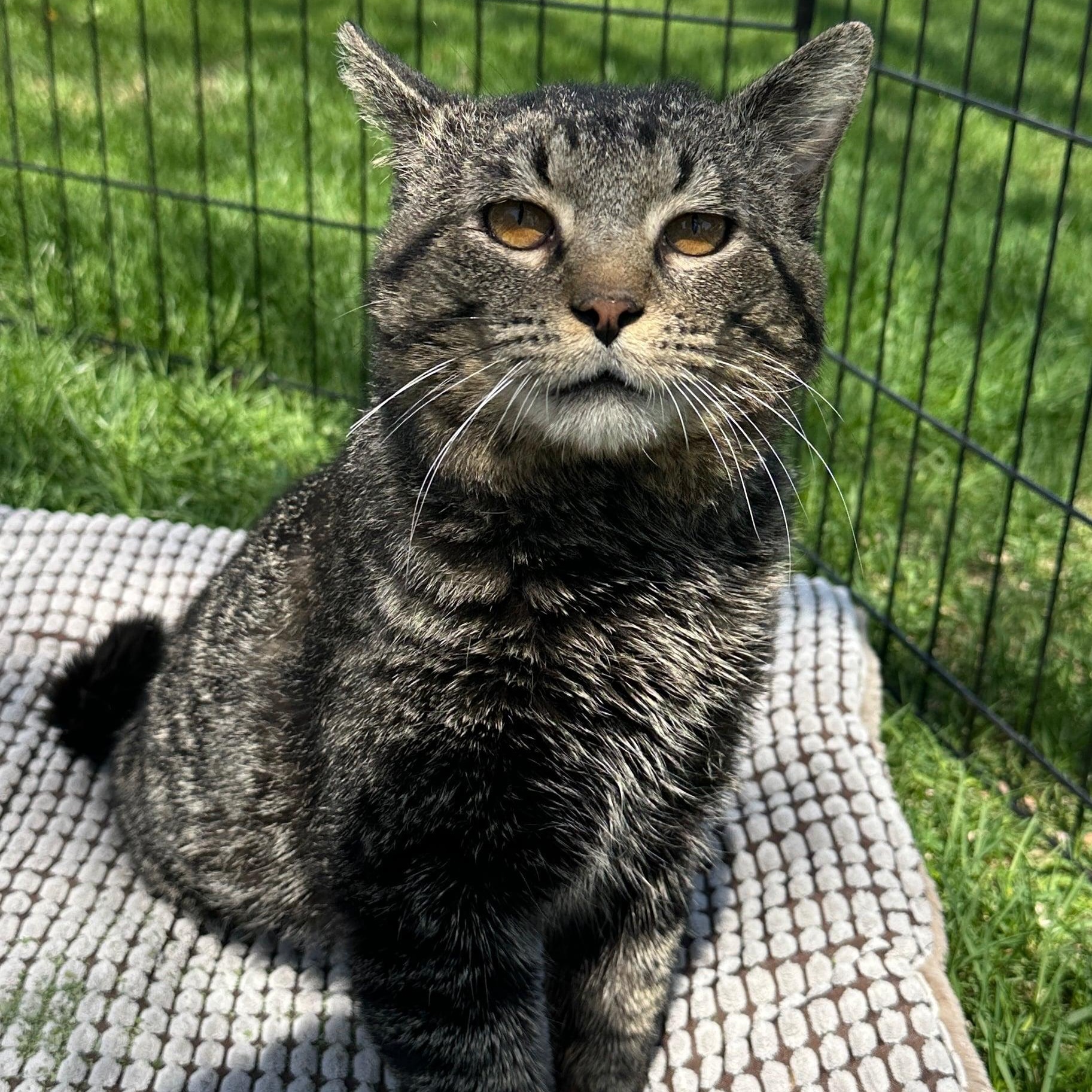 Enlarge Benny Boy, a Adoptable Domestic Short Hair in Owatonna, MN image 5/6