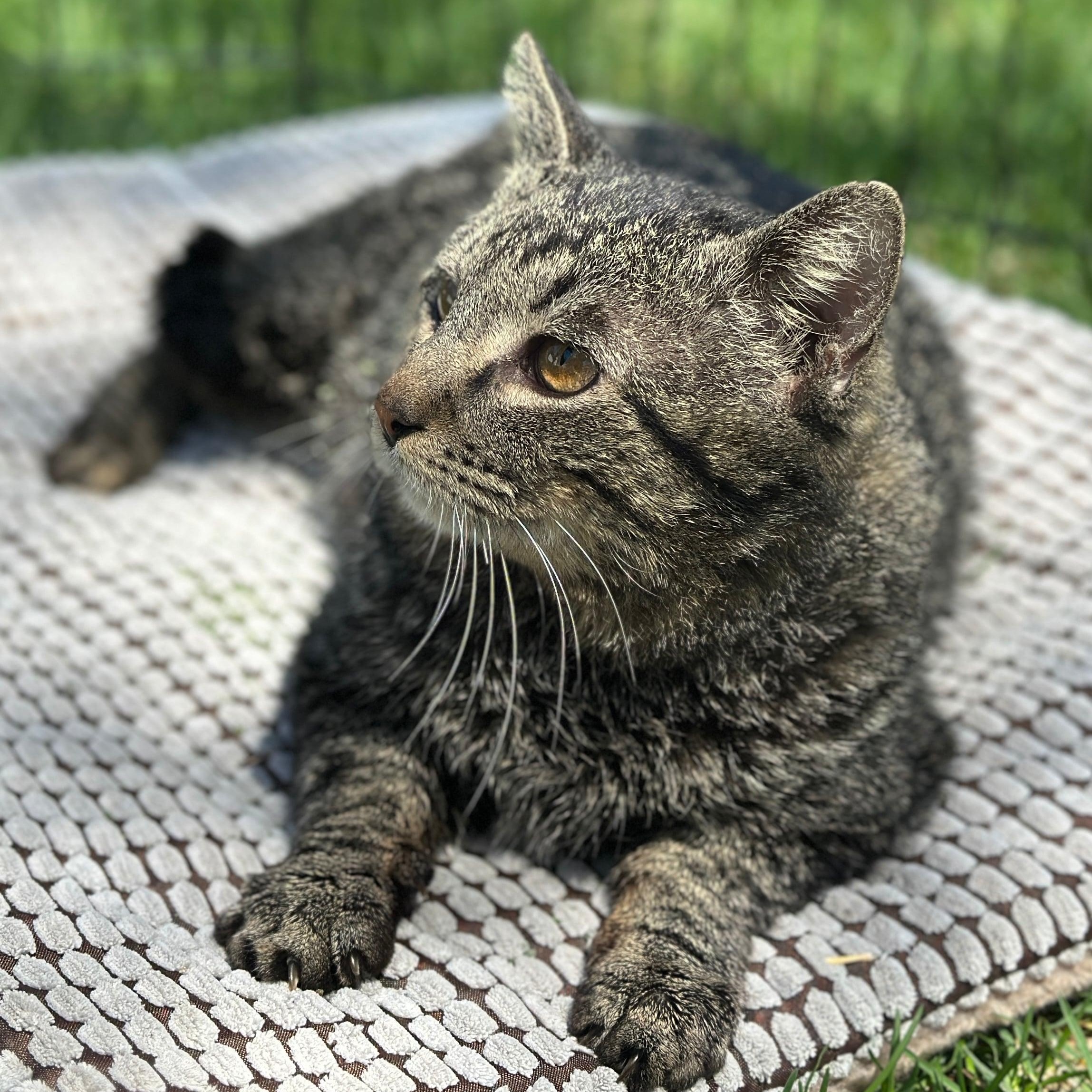 Enlarge Benny Boy, a Adoptable Domestic Short Hair in Owatonna, MN image 6/6