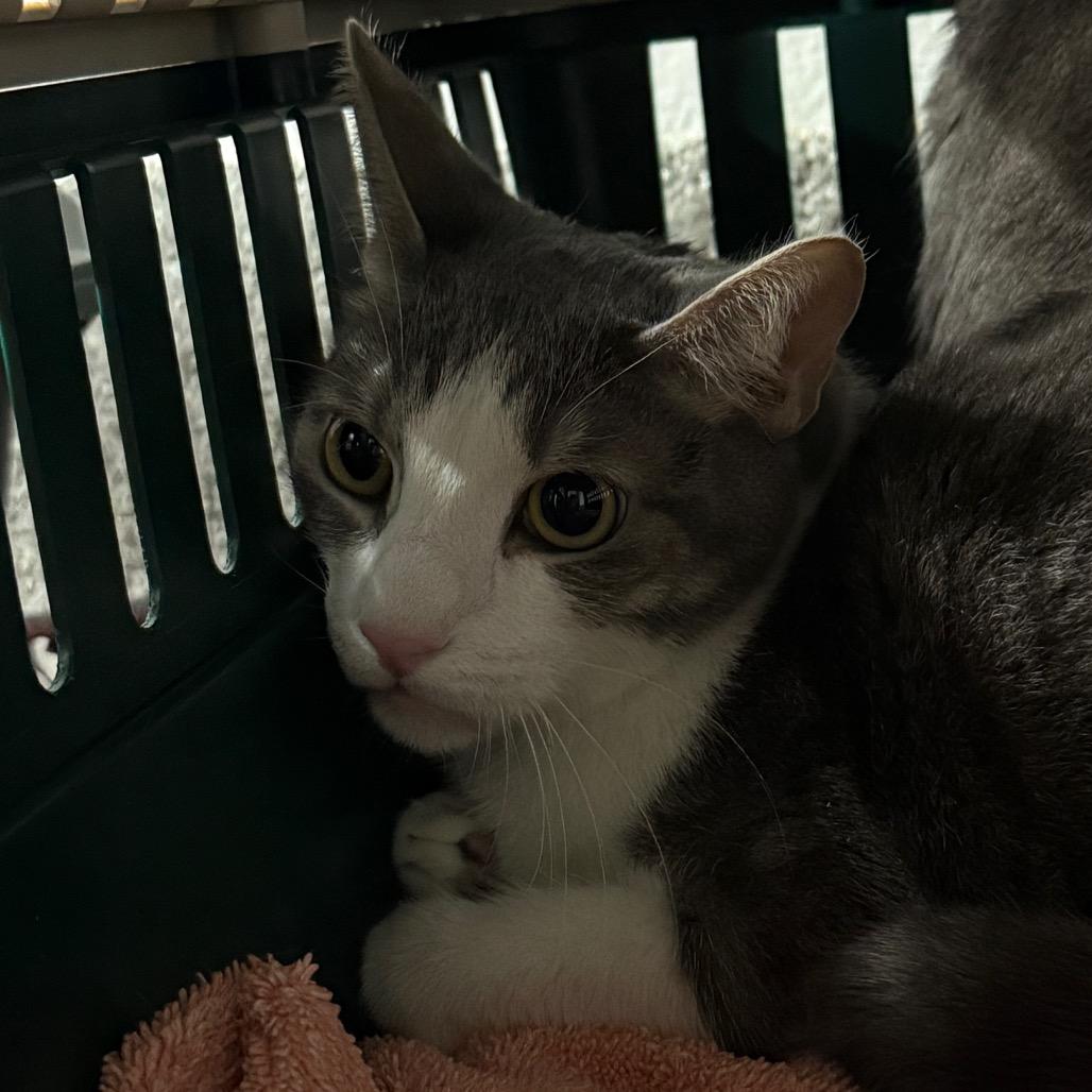 Enlarge Pitt, an adopted Domestic Short Hair in Chicago, IL image 1/1