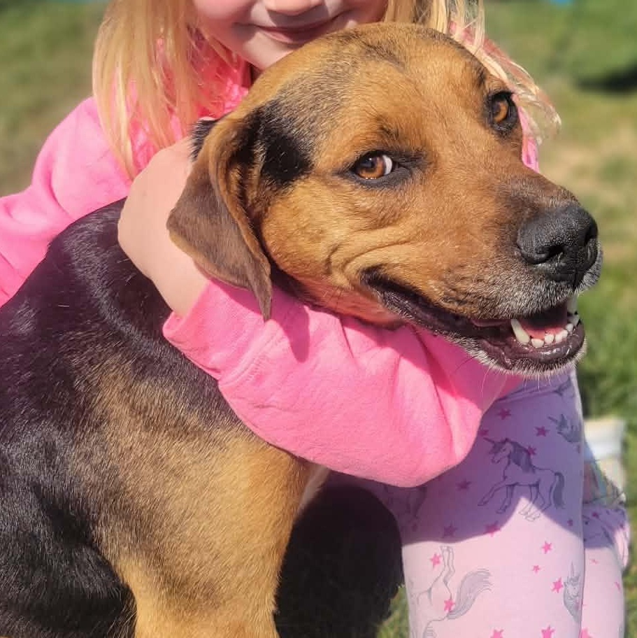 Ginger, adopted, Adult Female Mixed Breed.