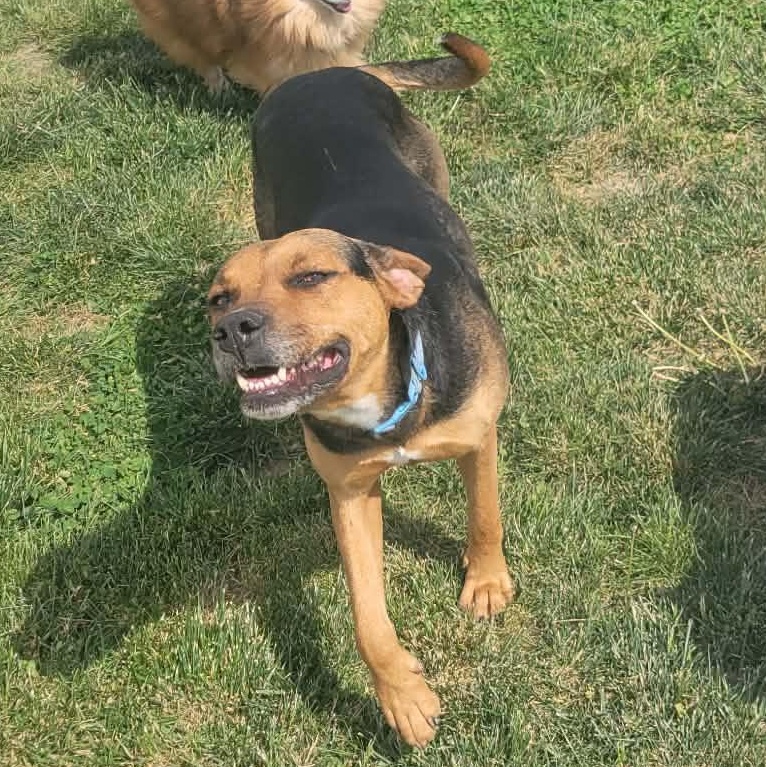 Ginger, an adopted Mixed Breed in Harrodsburg, KY image 3/4