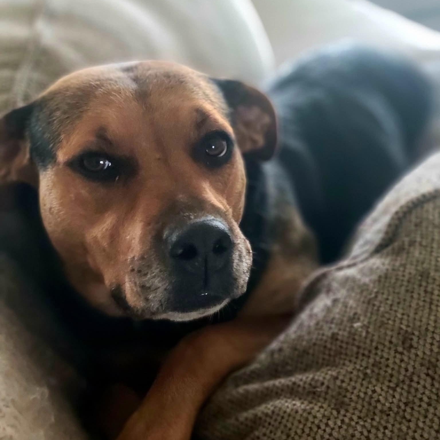 Ginger, an adopted Mixed Breed in Harrodsburg, KY image 2/4