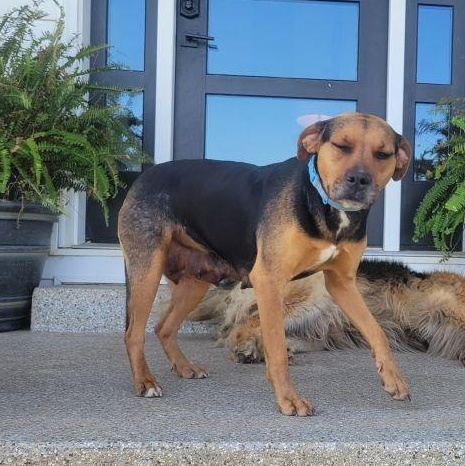 Ginger, an adopted Mixed Breed in Harrodsburg, KY image 4/4