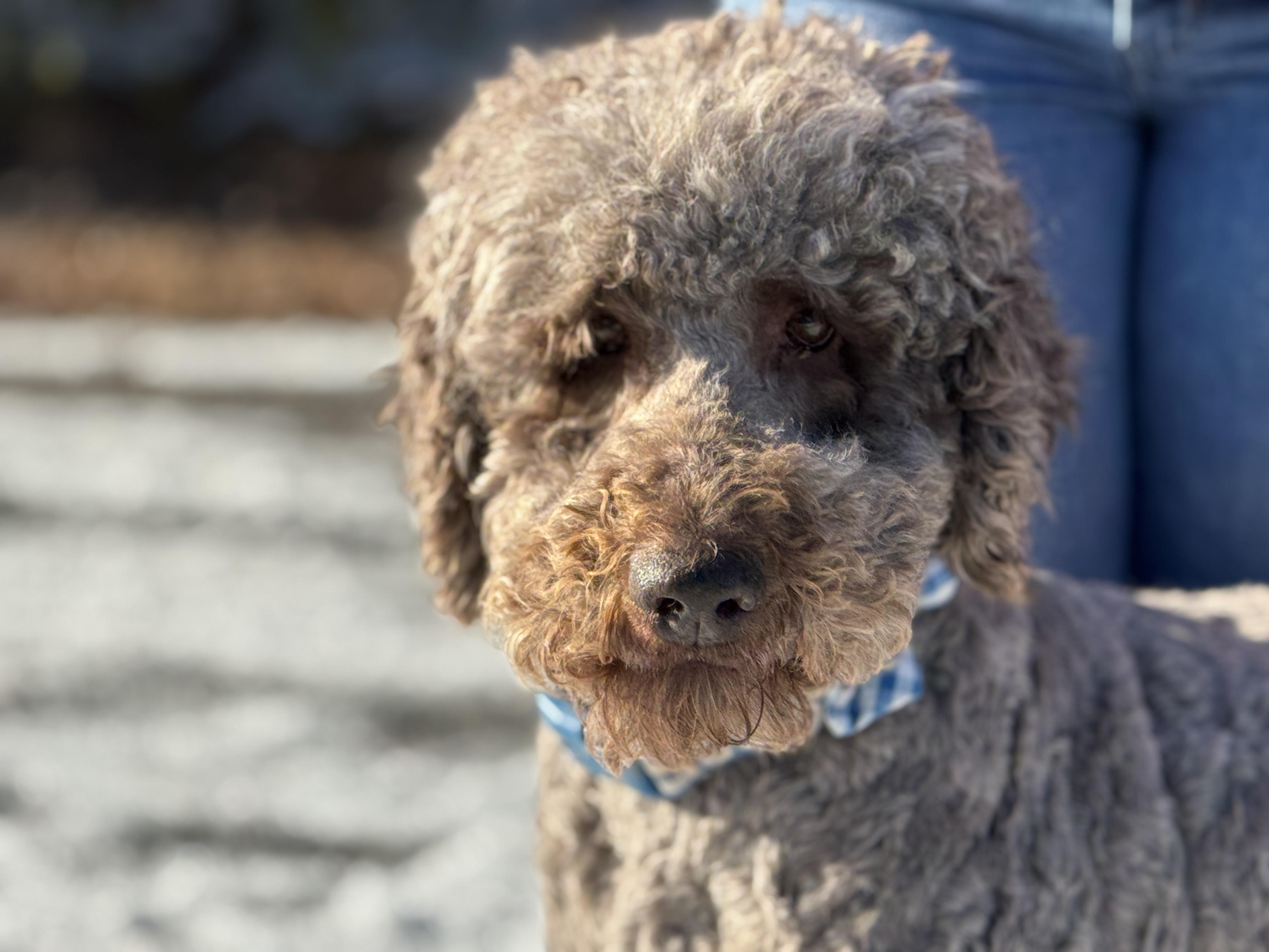 Folgers, adoptable, Adult Male Standard Poodle.