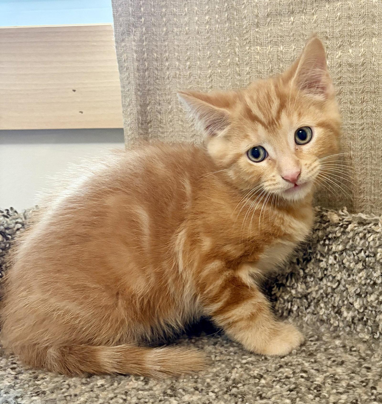 Enlarge Steve, a Adoptable Domestic Short Hair in Rootstown, OH image 1/1