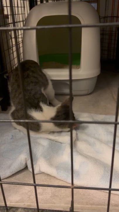 Enlarge Primo, a Adoptable mixed breed in Tigard, OR video 2/2