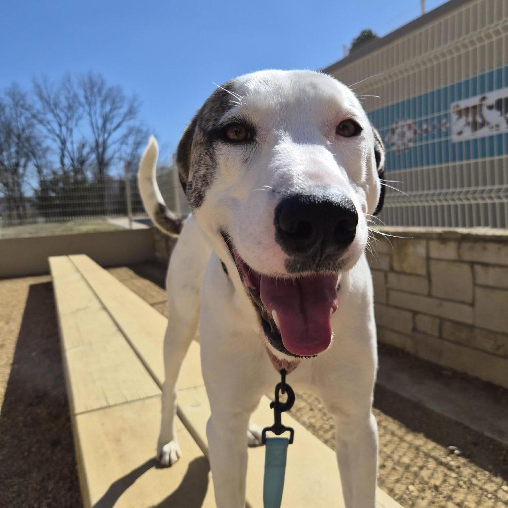Betsy, Adoptable, Adult Female Mixed Breed.