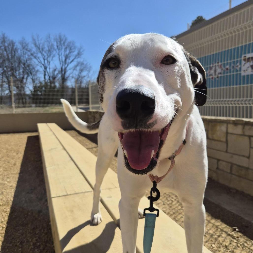 Betsy, a Adoptable Mixed Breed in Bentonville, AR image 1/6