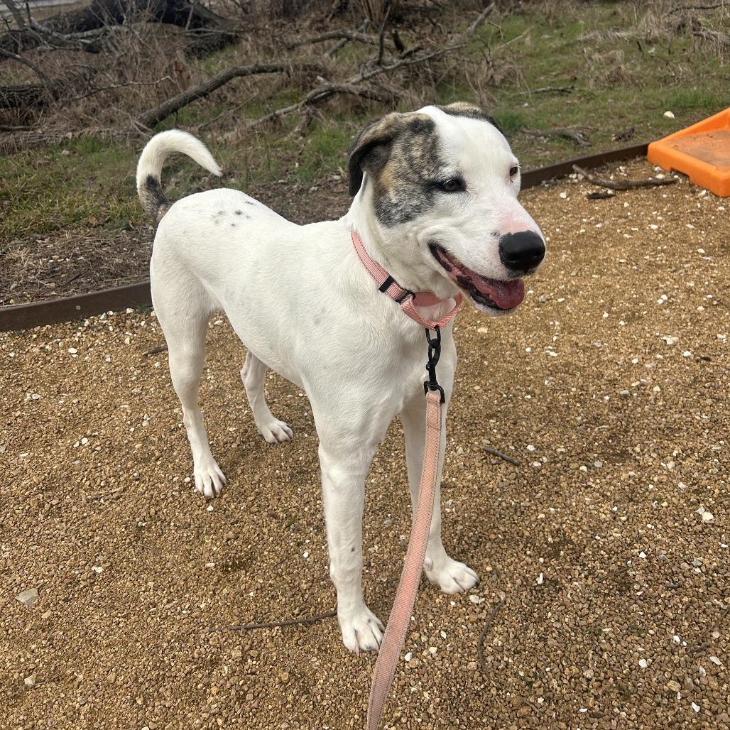 Betsy, Adoptable, Adult Female Mixed Breed.