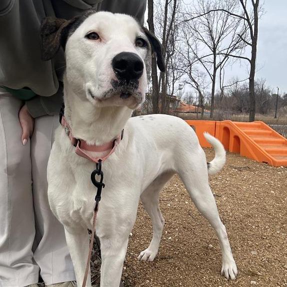 Betsy, a Adoptable Mixed Breed in Bentonville, AR image 3/6
