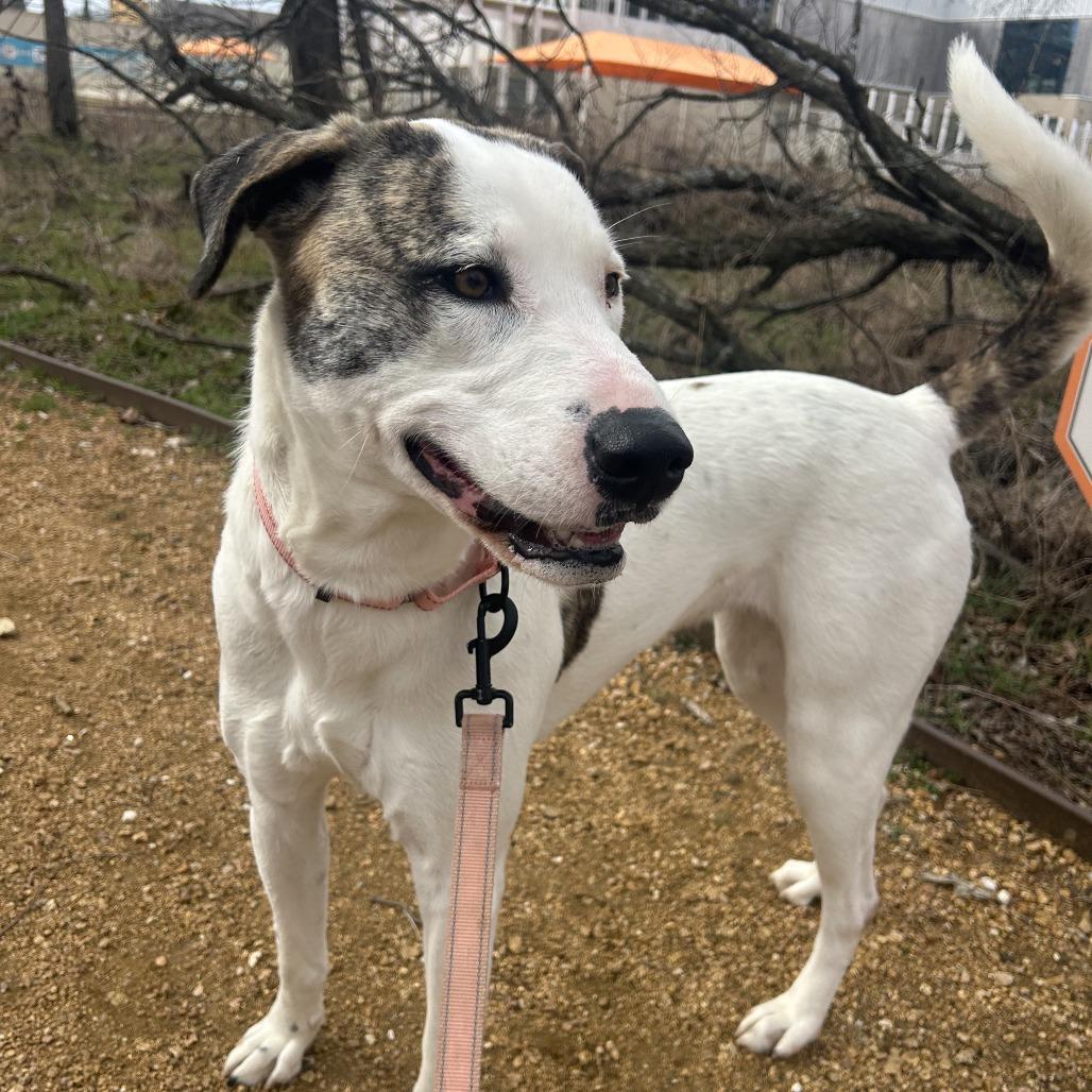 Betsy, a Adoptable Mixed Breed in Bentonville, AR image 4/6