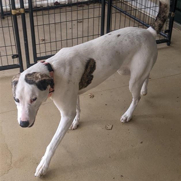 Betsy, a Adoptable Mixed Breed in Bentonville, AR image 5/6