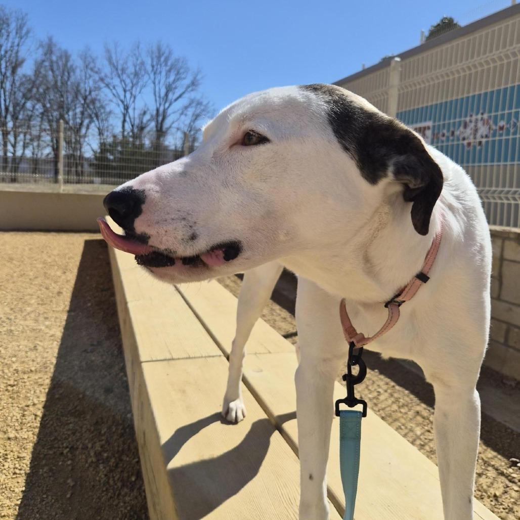 Betsy, a Adoptable Mixed Breed in Bentonville, AR image 6/6